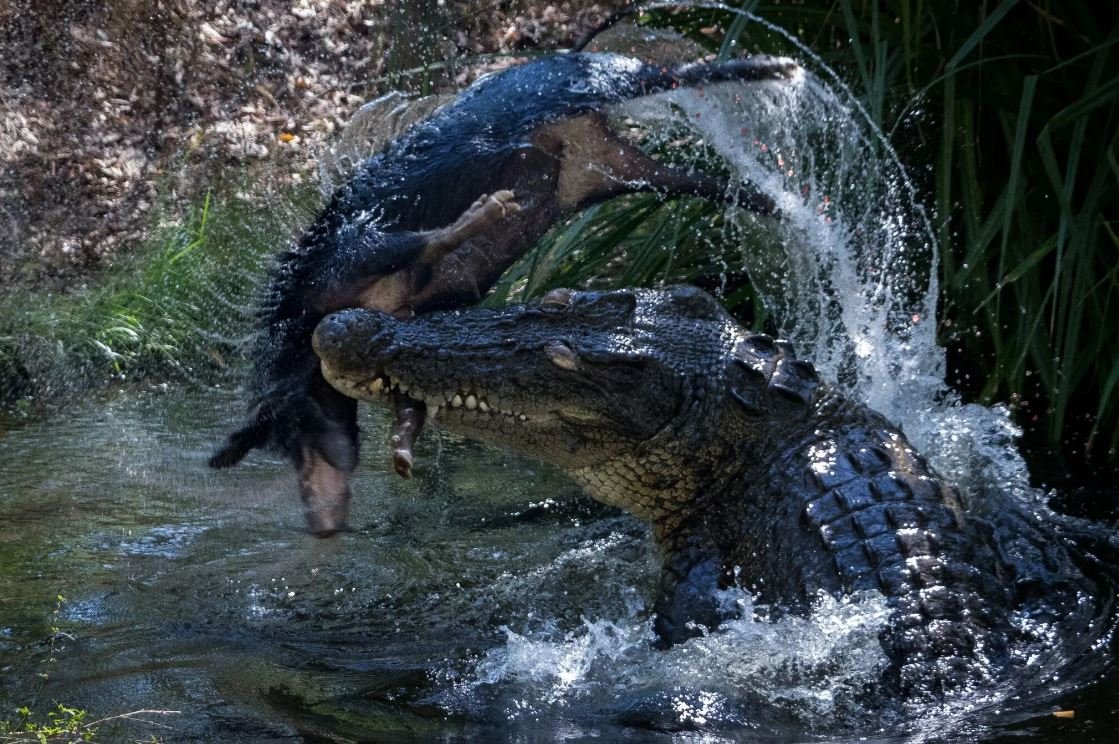 Invasive Species Aren’t All Bad