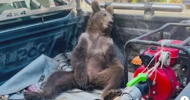 Turkish Bear Has A Bad Trip