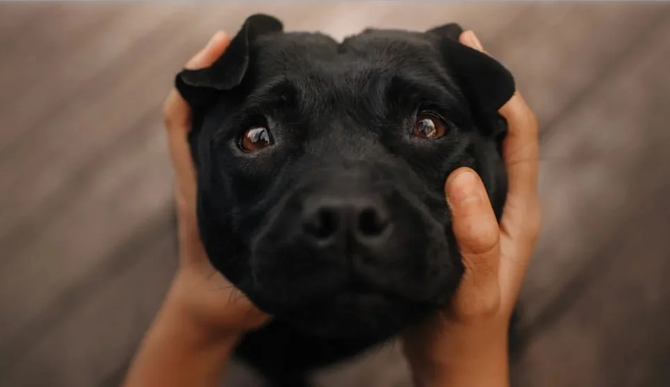 When Dogs Cry Tears of Joy