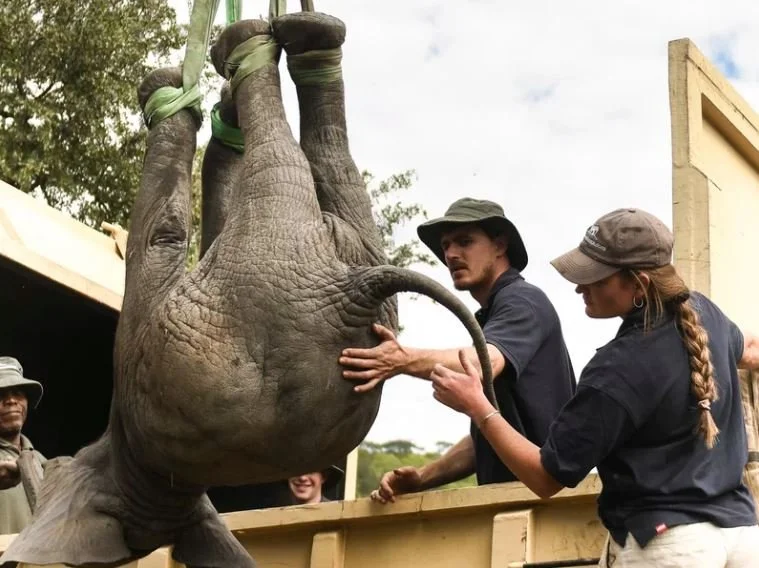 Zimbabwe Relocates 2500 Thirsty Beasts&nbsp;