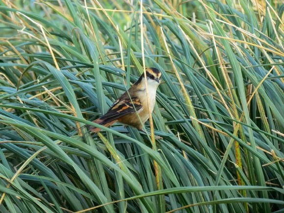 Handsome New Bird Species Found On Remote Island