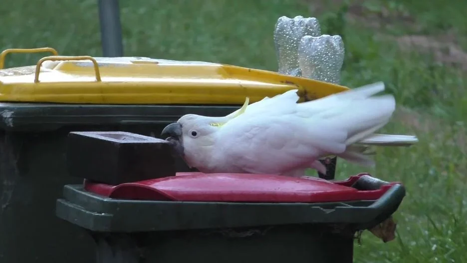 Oz Garbage Battle Inflames Humans, Delights Cockatoos
