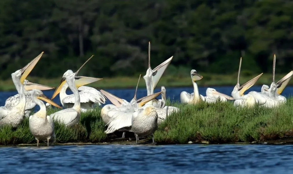 Turkish Conglomerate Threatens Albanian (!) Pelicans