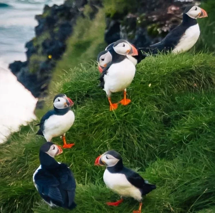 Bird-Tossing Season In Iceland