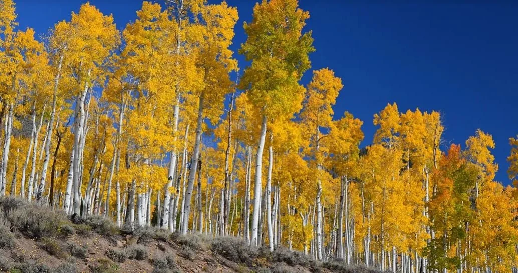 Pando, World’s Largest Organism Is Breaking Up