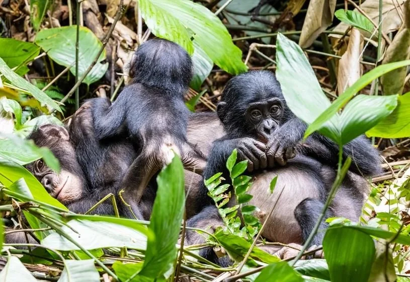 Even Without Thanksgiving, Bonobos Find Family Life Stressful