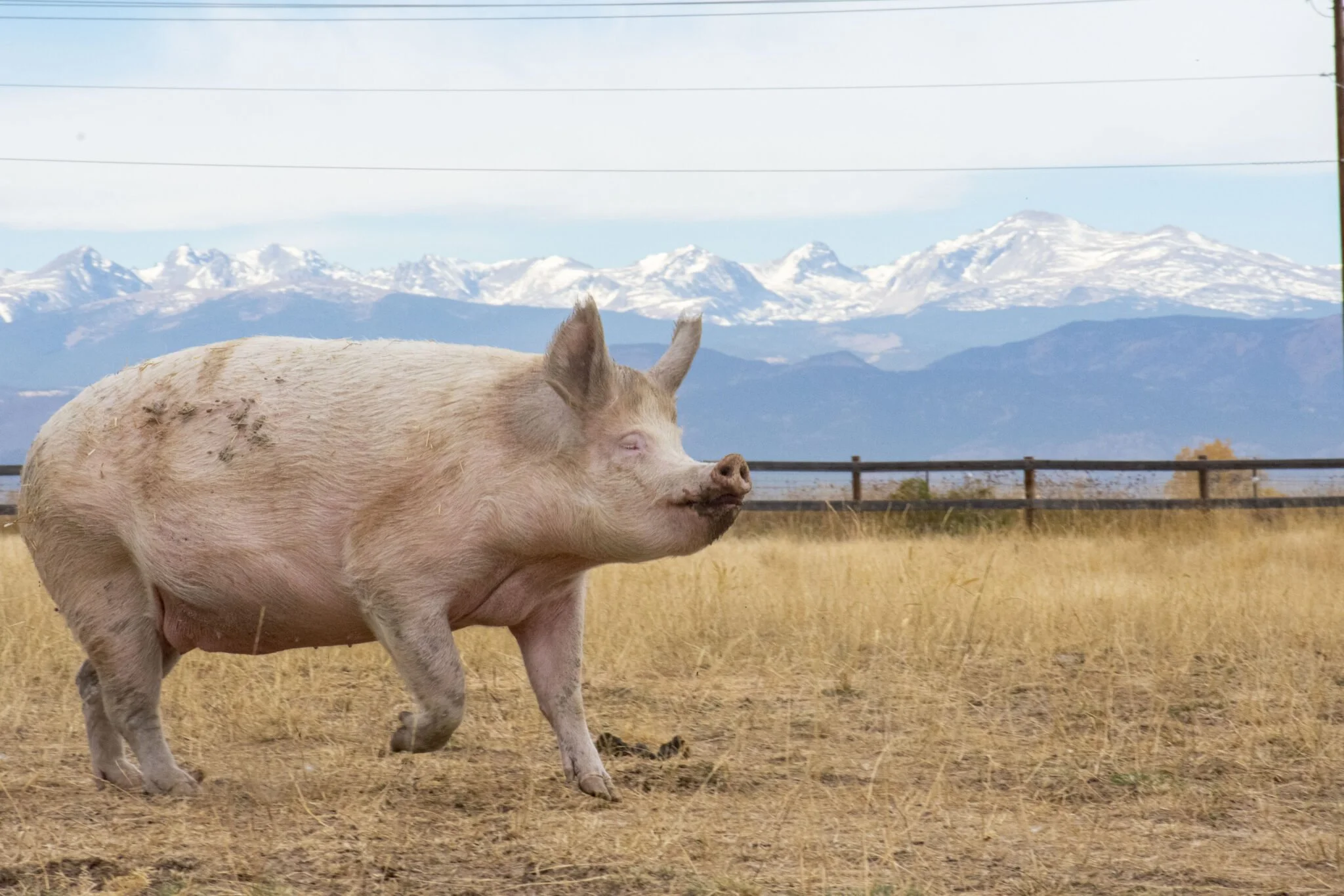 Piglet Thieves Acquittal Leaves Smithfield Disappointed&nbsp;