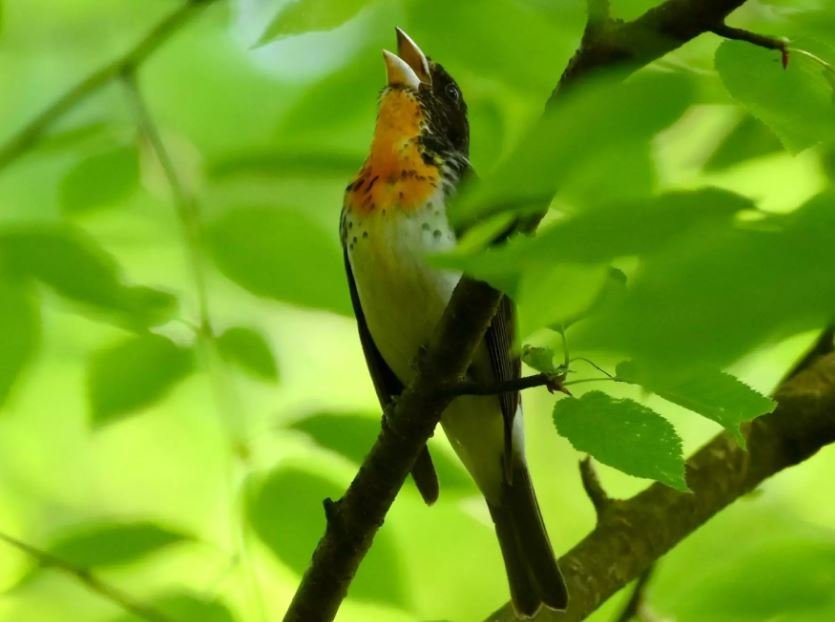 Birdsong Reduces Anxiety and Irrational Thoughts