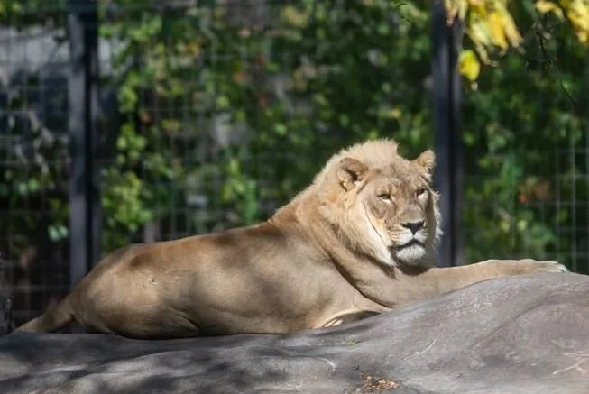 Topeka’s Gender-Bending Lioness Grows a Mane