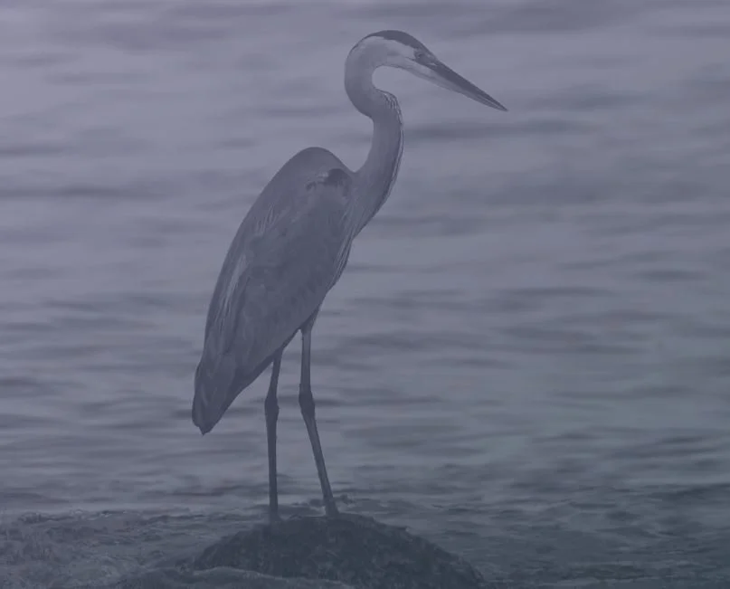 ‘Everybody’s Contaminated’