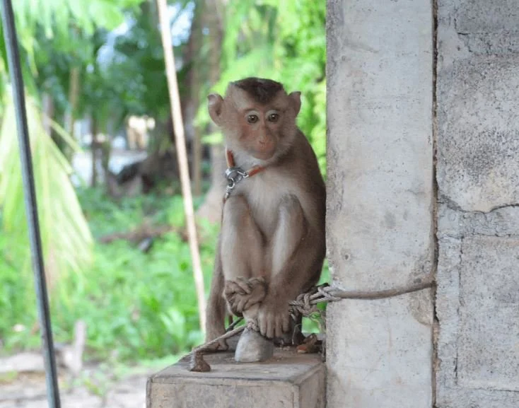 Chained Monkeys Forced to Pick Coconuts inThailand 