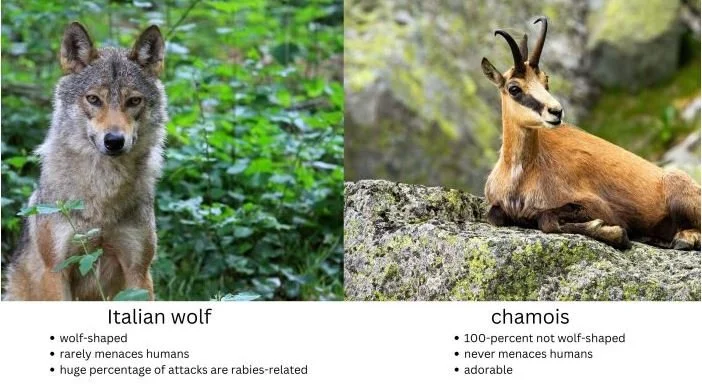 Stupid Italian Women Rescued from ‘Wolves’