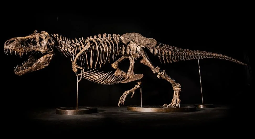 Christie’s Yanks T. Rex &nbsp;Off the Auction Block