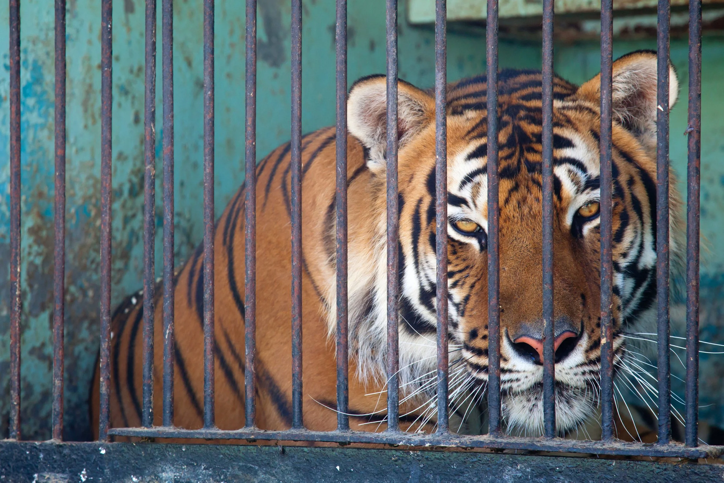 Iggy Pop, Big Cats Await Biden Signature on New Bill