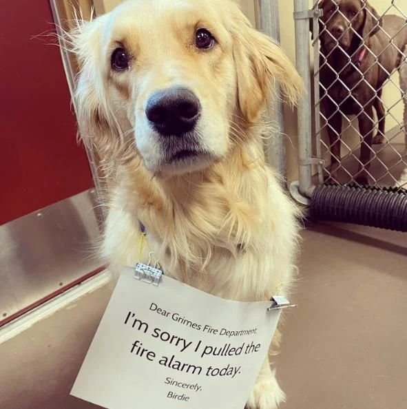 Birdie Begs for Mercy After Pulling Fire Alarm 