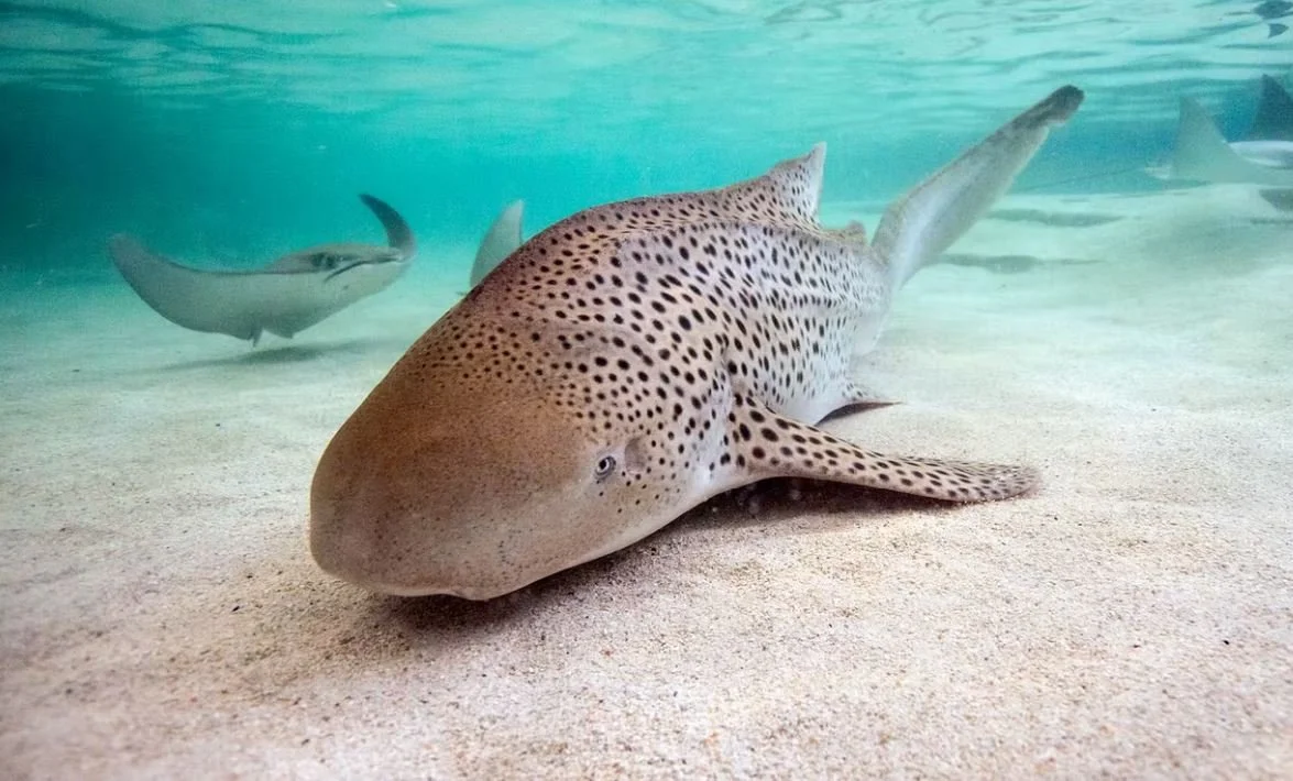 Oh Wondrous Holiday Wonder: Virgin Birth in the Zebra Shark Tank
