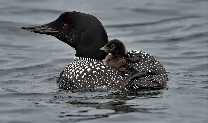 Listen to the Plaintive Wail of the Disappearing Loon