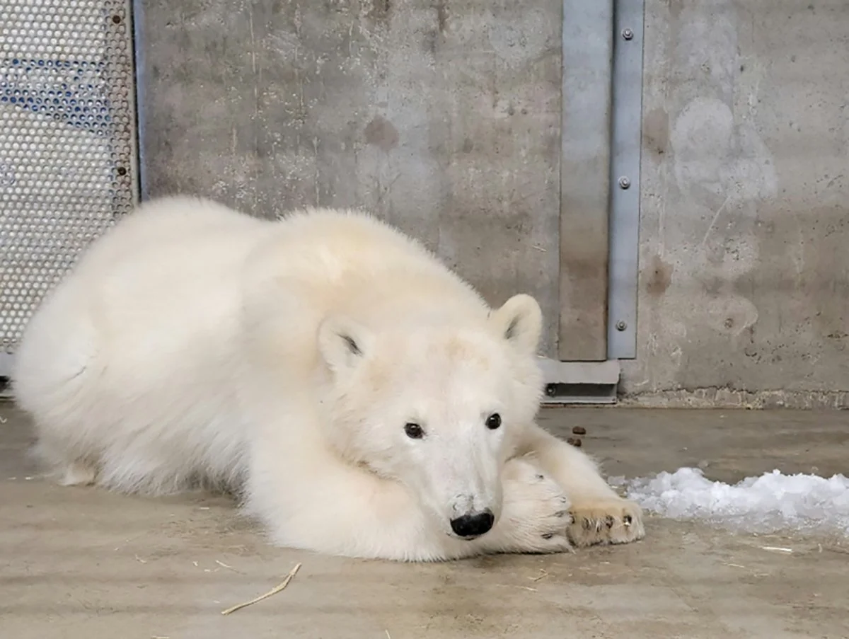 Orphaned Polar Bear Rescued in Alaska