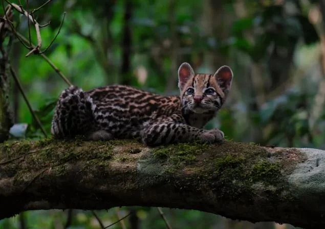 In “Wildcat” An&nbsp; Ocelot Saves an Afghanistan Vet With PTSD