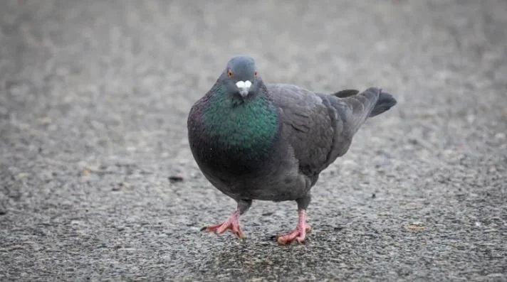 Breaking Bad Pigeon Nabbed In Prison