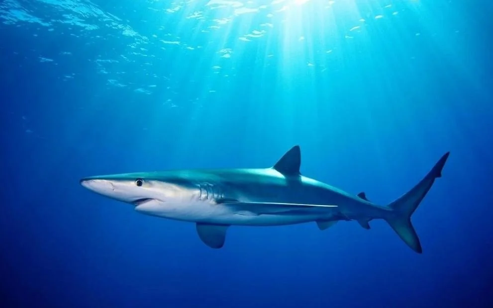 A Few More Sharks Get to Keep Their Fins&nbsp;