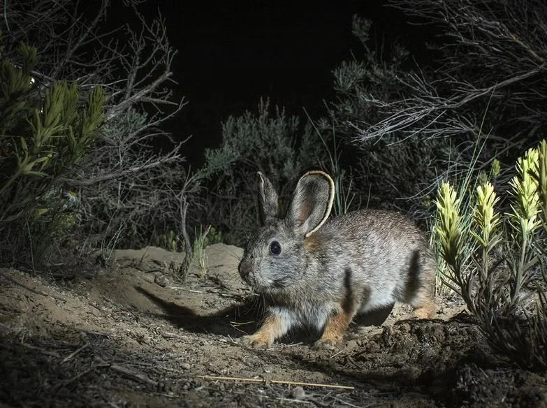 World’s Smallest Rabbit Hops Into Oblivion