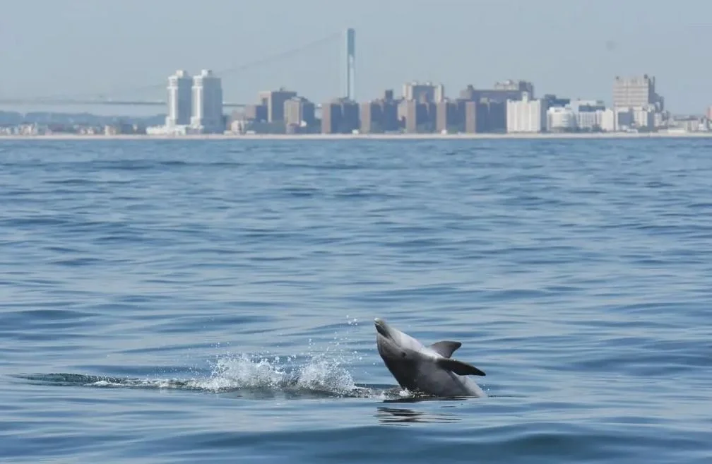Some Happy News! Dolphins Frolic In the Bronx (River)