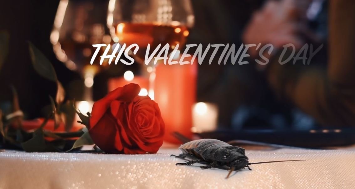 Feed Your Ex to a Meerkat on Valentine’s Day