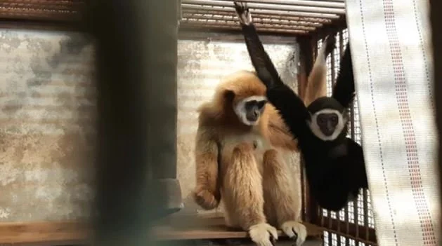 A Gibbon Virgin Gives Birth to Baby Boy at Nagasaki Zoo!