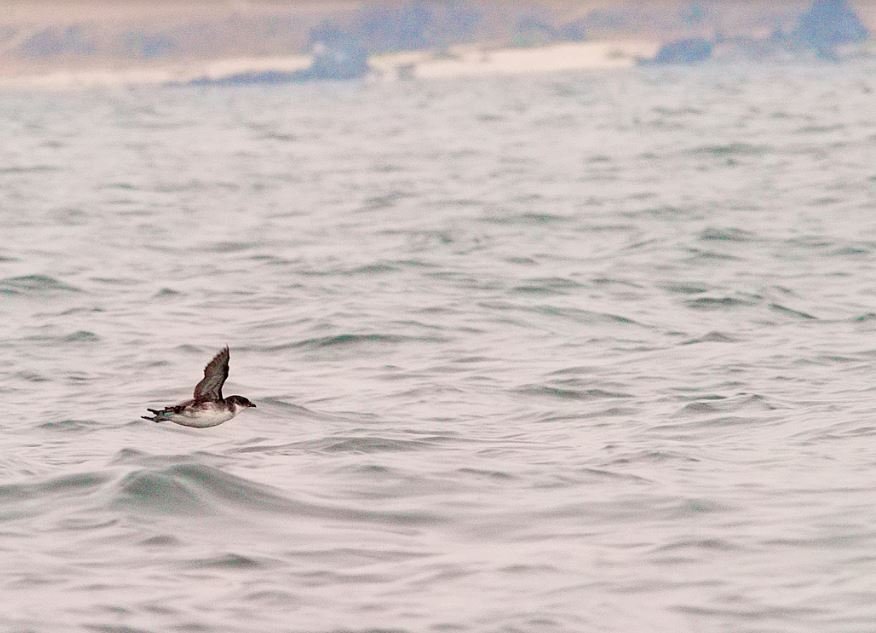 Success! Fake Birds Lure Real Seabirds Back to Island&nbsp; Home
