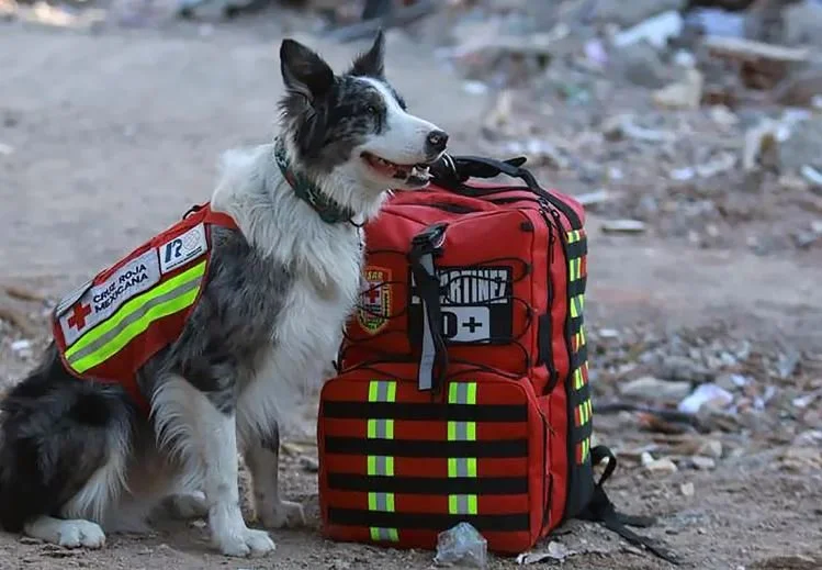 Mexican Hero Dog Proteo Dies Searching for Earthquake Victims