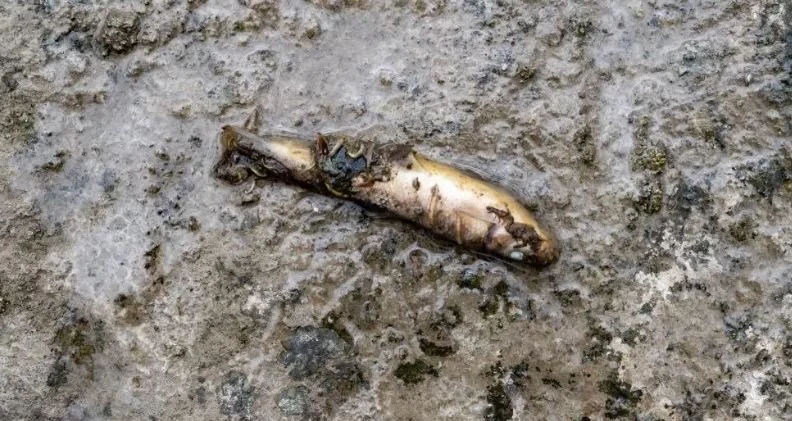 Ohio Train Disaster Killed 43,700 Animals (and Counting)