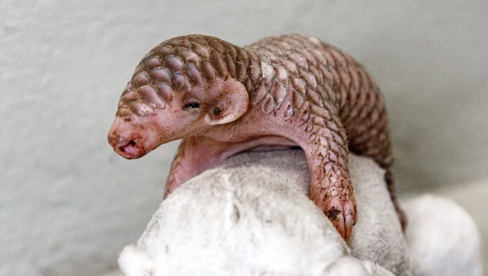 Cat Milk Saves Baby Pangolin In Prague Zoo&nbsp;