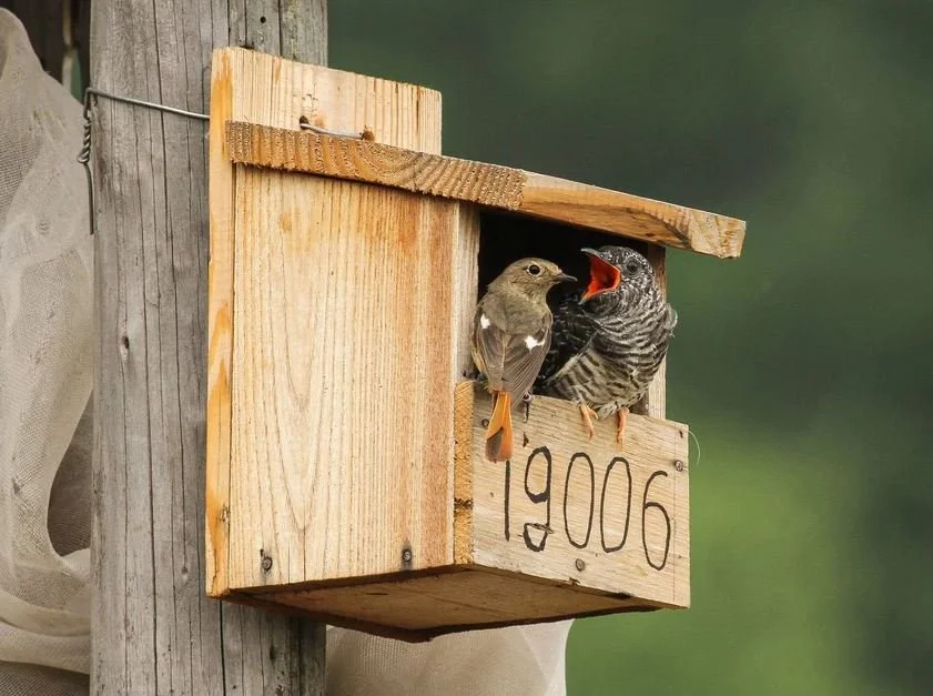 Songbird Foils the Notorious Cuckoo By Moving to Suburbs