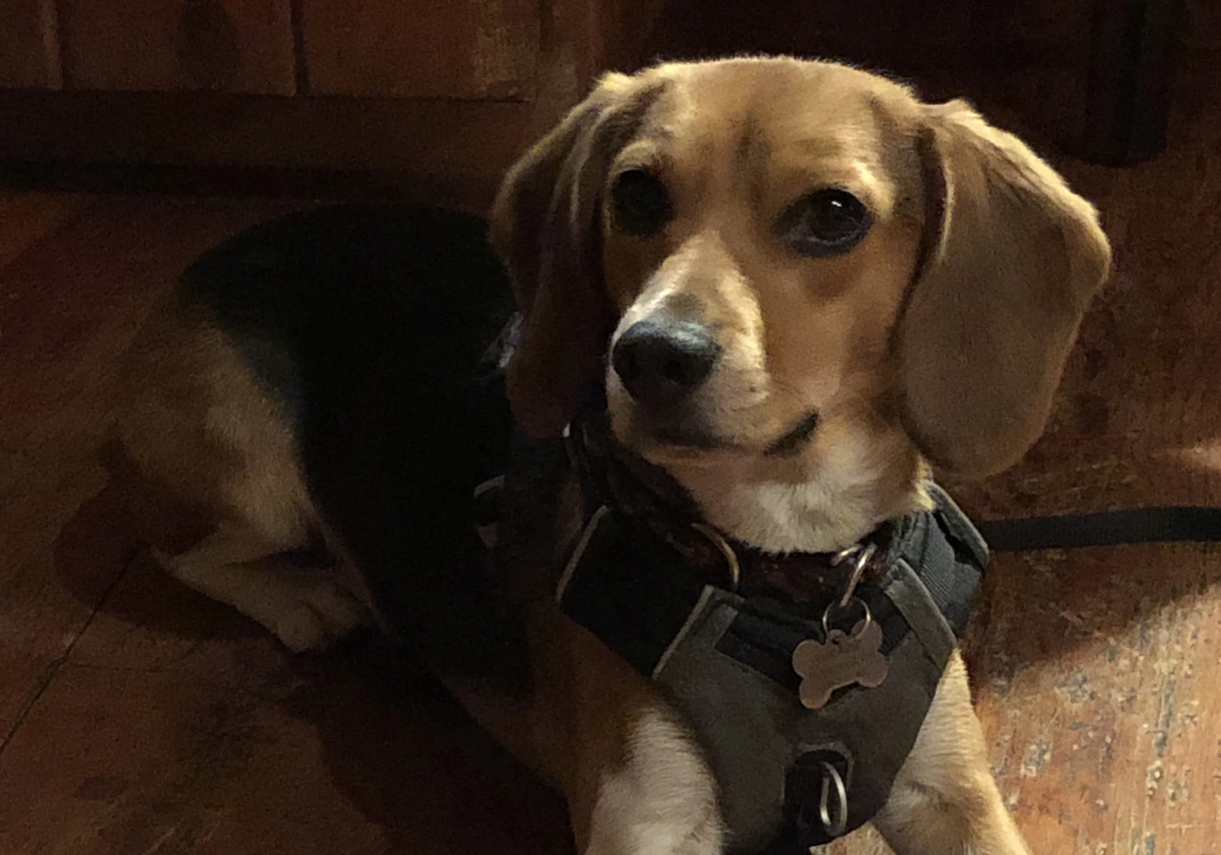 Beagles Ask for a Recount&nbsp;