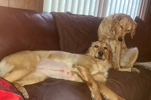 Dog Eats Fitbit But It All Comes Out In the End