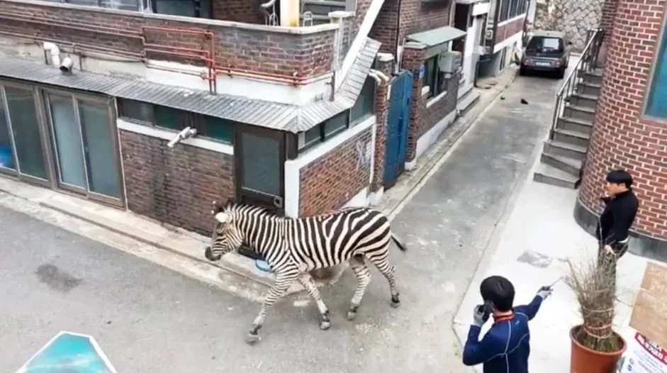 This Week In Zoo Escapees …