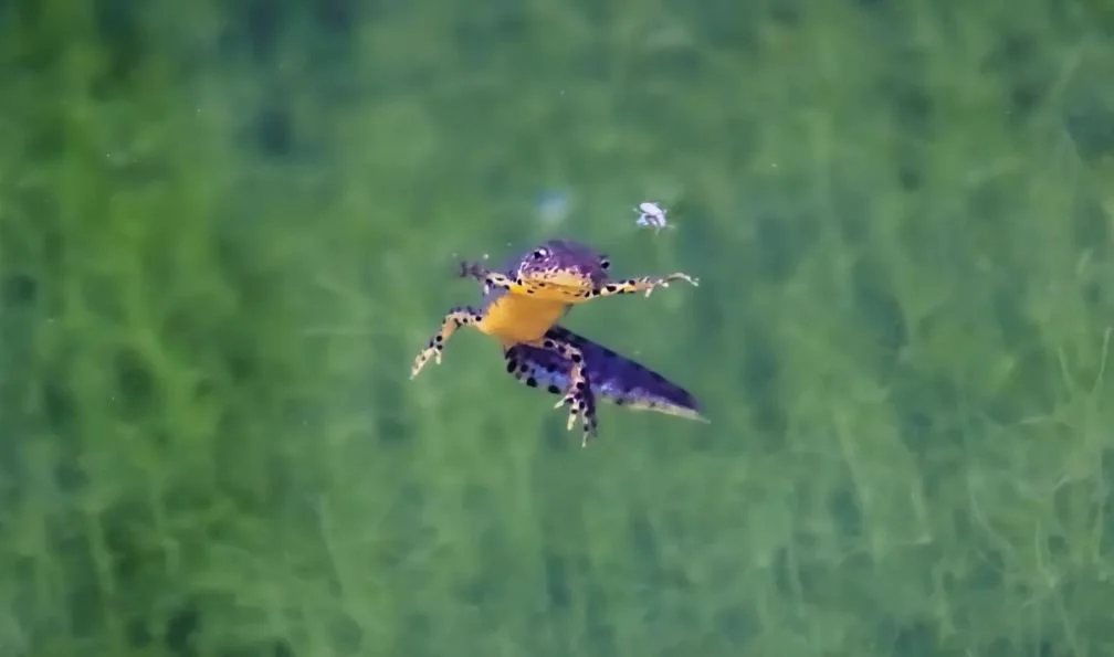 Sad Little Newt Makes Friends In Michelangelo Land