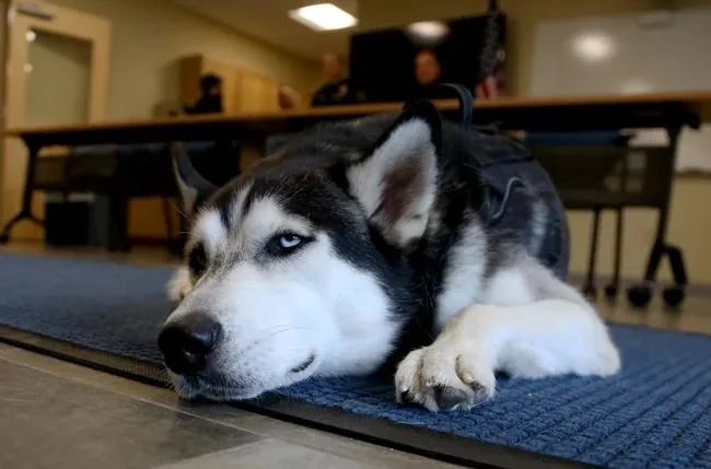 Comfort Dog Burns Out Five After Months On the Job