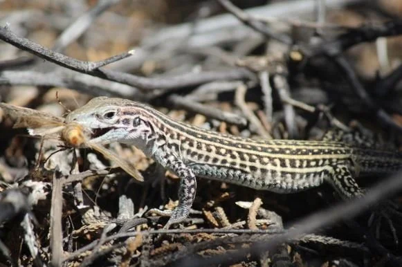 Lizards Are Stress Eating Because of Noise Pollution