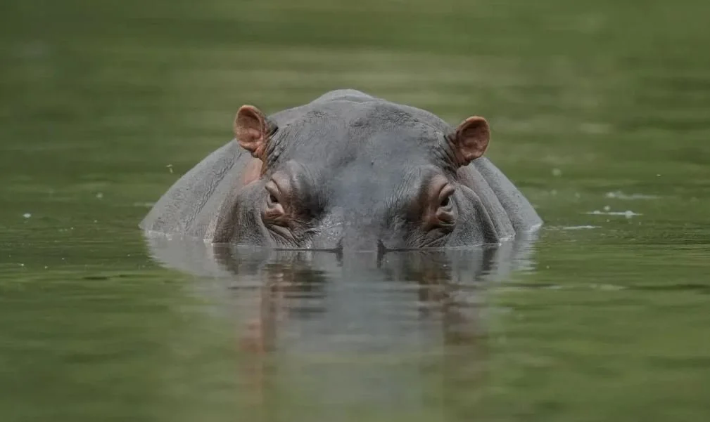 Got a Big Pool? Cocaine King’s Hippos Need New Home