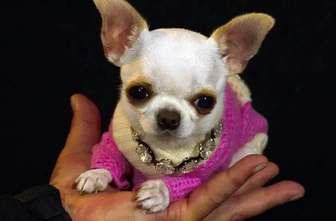 Bite-Sized Dog Wins Shortest Canine Competition