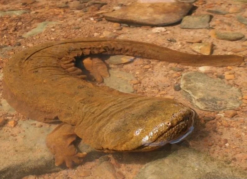 Hellbenders Eat Their Young to Survive
