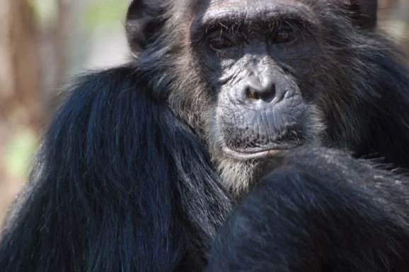 Nice Chimps Finish Last