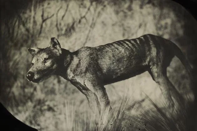 Will Cloning Bring Back Extinct Animals?