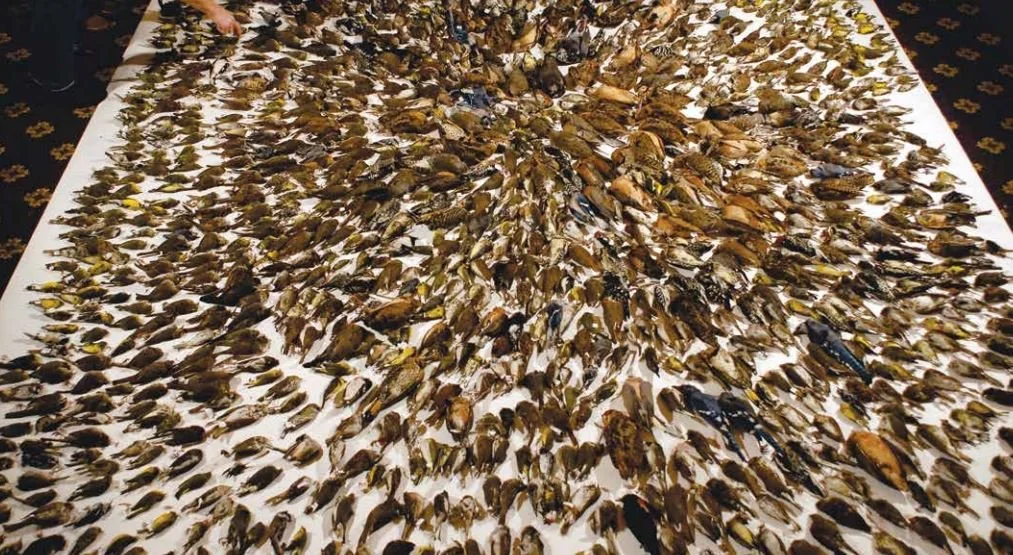 Cheer City Councilmember Moya, Bird Champion