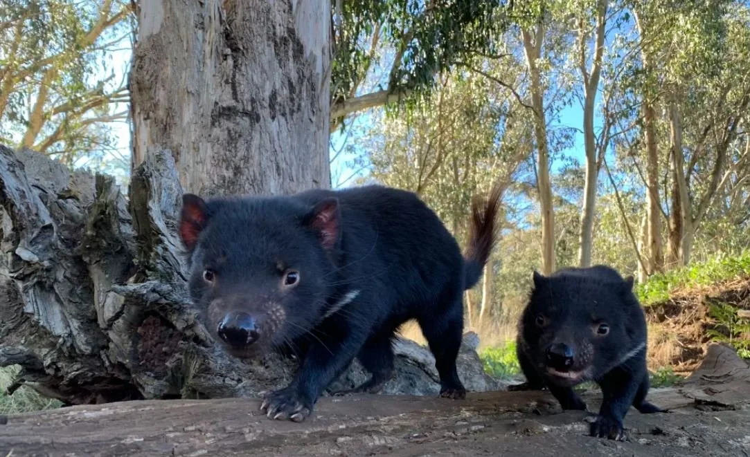 Helmsworth (Thor) and Pataky Release Tasmanian Devil Mommy