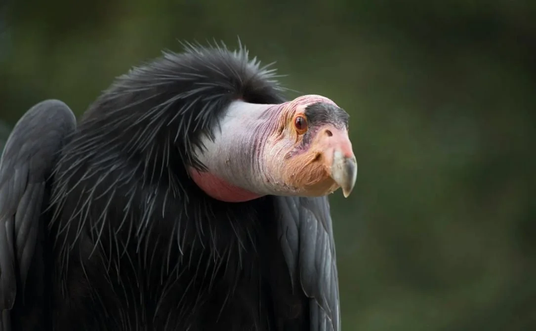 Scientists Trick Condors With Hi-Tech Eggs