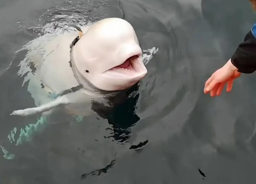 Big Plans for Beluga Whale, the Russian Spy