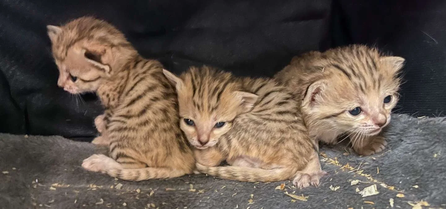 Cute Trio  of Snake-Chewing Desert Cats Just Dropped At NC Zoo
